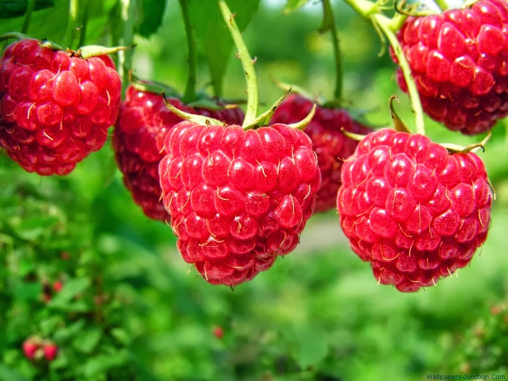 KUMPULAN FOTO BUAH BUAHAN TERLENGKAP Aneka Gambar Jenis Buah