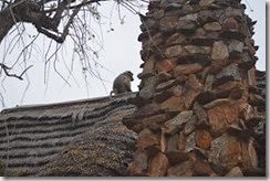 Afrique du Sud (318)
