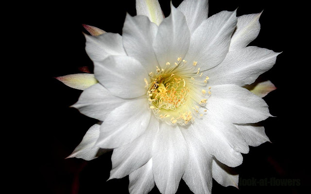 big white flower cactus