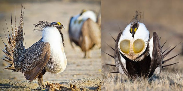 Sage Grouse, Si Burung Langka Asal Amerika