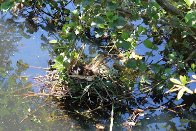 Reidhintsje - Waterhoen - Gallinula chloropus