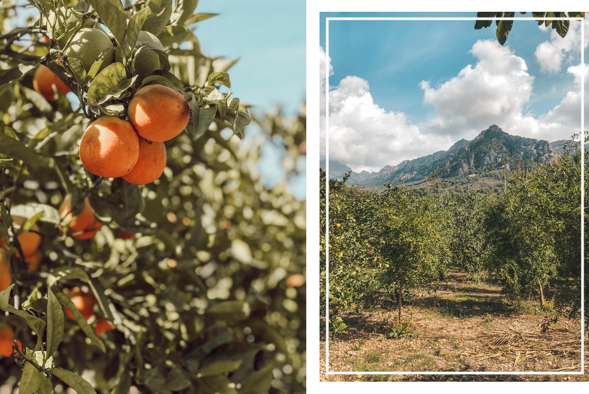 Sehenswerte Orte Mallorca Dörfer Städte Traveldiary Reisetipps Empfehlung Travelblog Orangental Soller Orangenfarm Ecovinyassa Tour