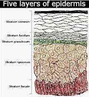 Five parts of epidermis layer in descending order