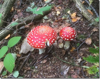 Fly Agaric