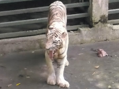 foto harimau putih