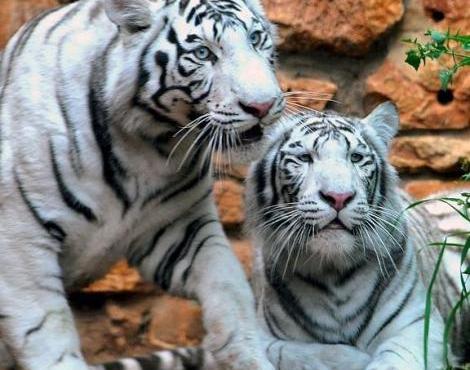 Animals Unique: White Tiger
