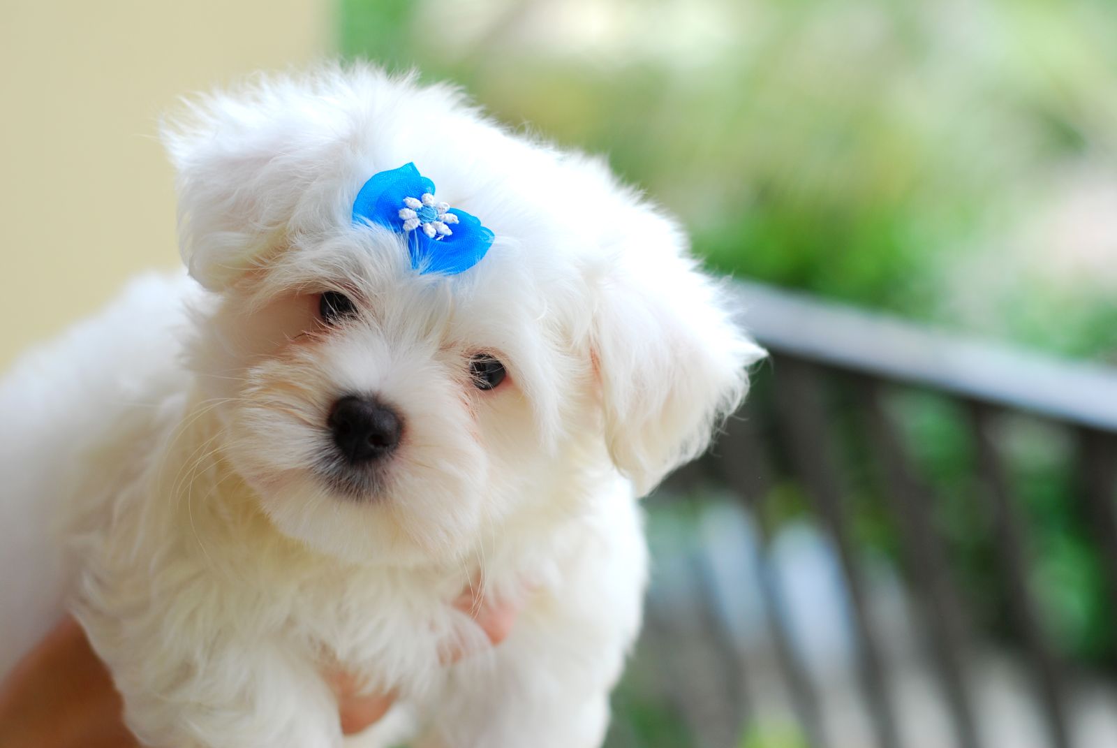 Unique Animals blogs: Top 10 Small Dog Breeds in America ...