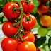 Tomato is most popular fruit in the world
