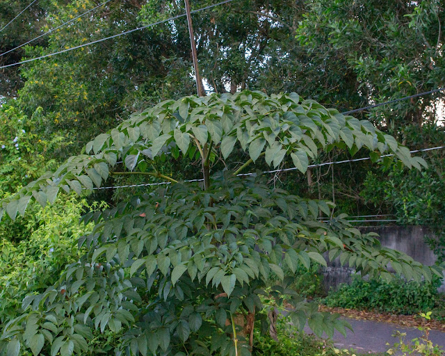 Oroxylum indicum