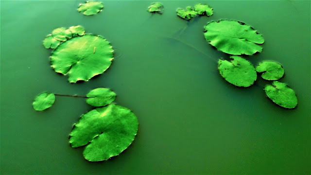 lotus-leaf