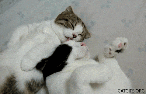 CAT---GIF IMAGE | Unseen Pictures 4 You