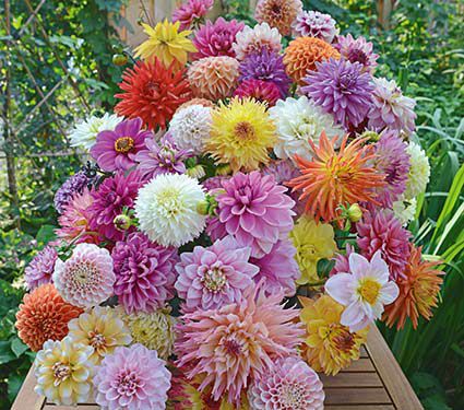  Gambar Bunga Dahlia Yang Indah Kumpulan Gambar 