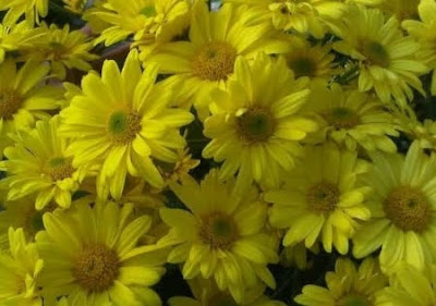 Bunga Aster warna kuning