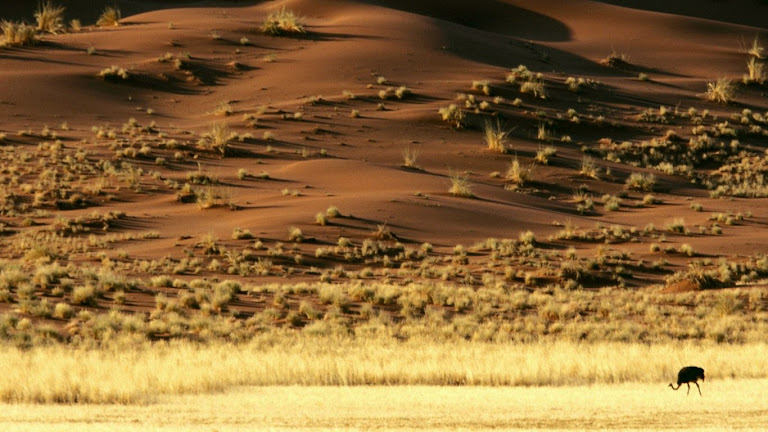 Desert HD Wallpaper 9