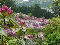 本堂から石楠花とツツジの花畑