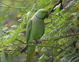 টিয়া পাখির ছবি ডাউনলোড - জোড়া টিয়া পাখির ছবি - টিয়া পাখির ছবি আঁকা - Tiya pakhir pic - insightflowblog.com - Image no 9