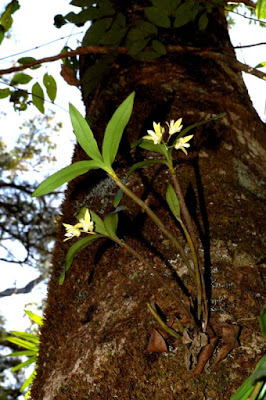 Dendrobium adae orchid plant care and culture