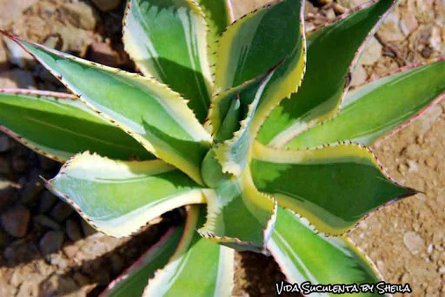 Agave Americana