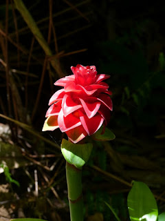 Tapeinochilos ananassae (Reine de Malaisie ou Rose de Malaisie)