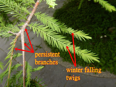 branches and twigs of Bald Cypress