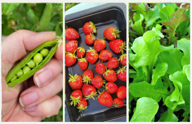 A collage of cool-season vegetables to be planted in spring: peas in a pod, a bowl of strawberries, and leaf lettuce.