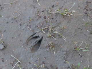 Traces de sabots de Cerfs de Virginie