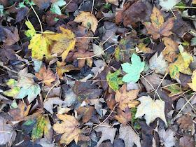 Sycamore leaf-fall.  Hayes, 4 November 2015.