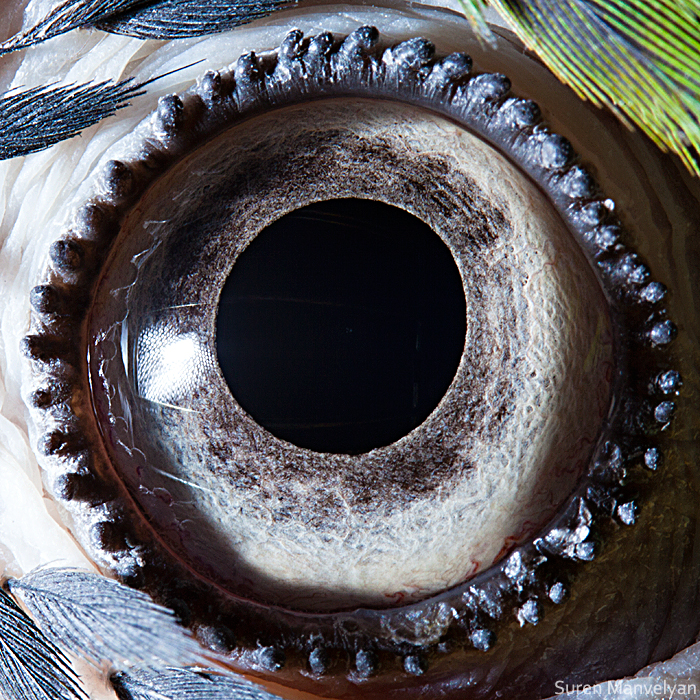 Blue-Yellow Macaw Parrot Eyes Close Up Photograph