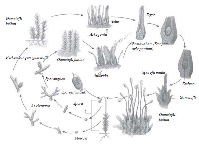 Gerak spermatozoid ke arkegonium pada tumbuhan lumut