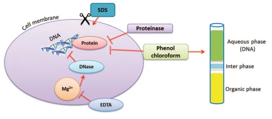 extraction adn role de tris EDTA