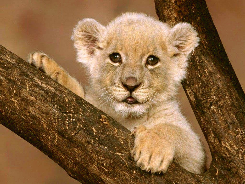 cub you will find that lions enjoy playing especially cubs by playing ...