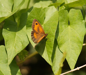 butterflies in Norfolk in summer 2017