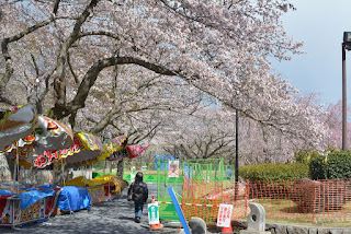 東海村阿漕ヶ浦公園の桜