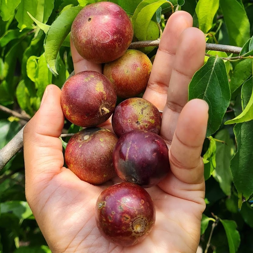jual pohon buah bibit plum australia cepat berbuah pekanbaru Sumatra Selatan