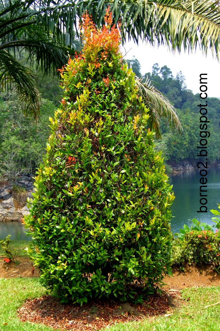 Beautiful Borneo Island: Eugenia Oleina Shrub (Kelat Paya)