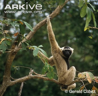 Pileated gibbon