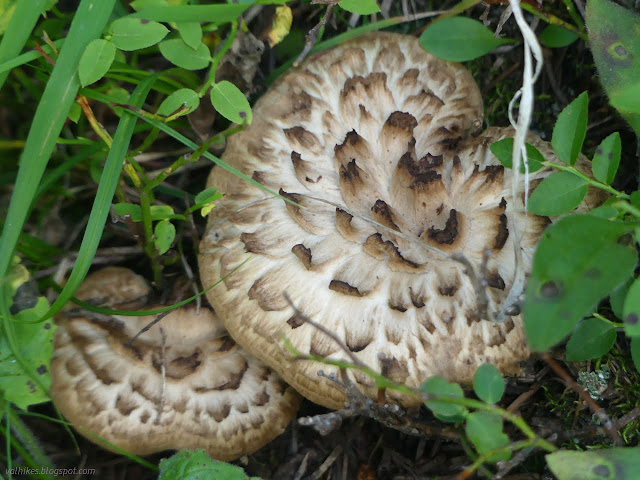 085: mushroom with bits pealing off