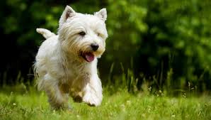 west highland white terrier,west highland white terrier (dog breed),west highland terrier,terrier,dog,west highland white terrier dogs 101,west highland white terrier (animal breed),west highland white terrier caracteristicas,westie,care of the west highland terrier,highland,dog data west highland white terrier,west highland white terrier dog facts,dogs 101 west highland white terrier