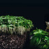 Arugula 