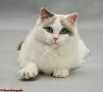 Ragdoll Cat