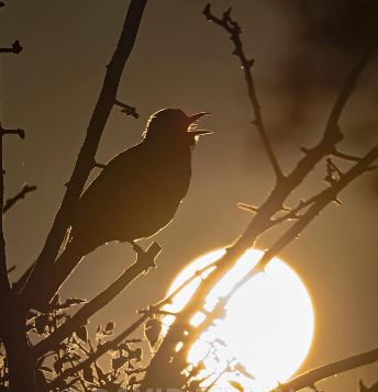 Blackbird Turdus merula male in song at dawn in garden North Norfolk May Git