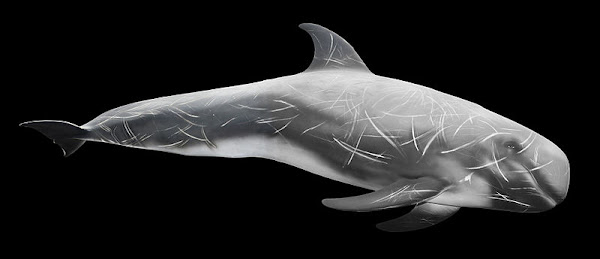 Risso Dolphin
