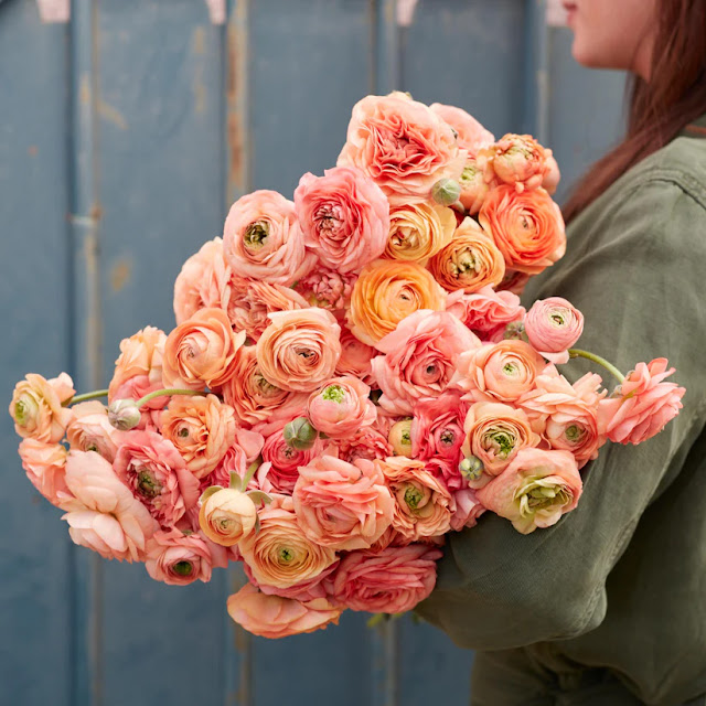 Almandine salmon ranunculus blooms