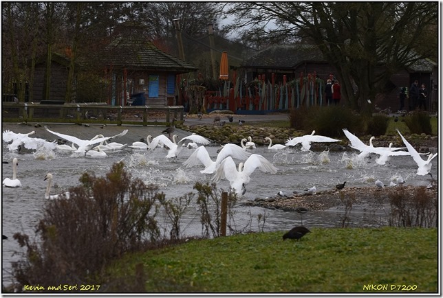 Slimbridge WWT - December