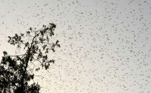 Nepal grasshoppers threaten crops as a great crop