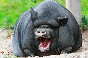 Funny animals of the week - 28 February 2014 (40 pics), huge pig yawning