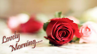 lovely-morning-rose-for-my-love