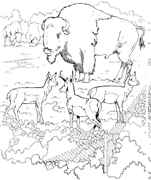 Zoo Coloring Pages For Preschoolers  Printable Zoo Coloring Pages  Coloring  Pages  Pictures 
