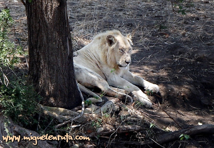 Casper, el león blanco de Kruger