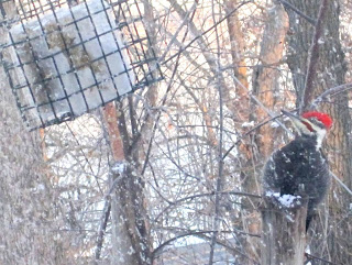 Pileated woodpecker at feeder in December